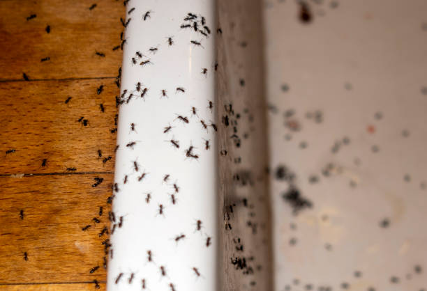 Best Mosquito Control Services  in Genoa, IL
